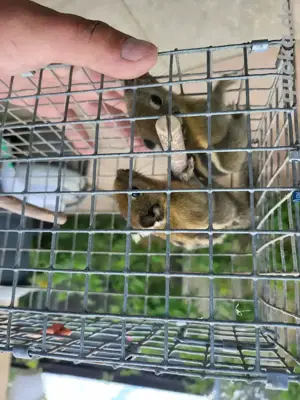 Streifenhörnchen Tamiops 
