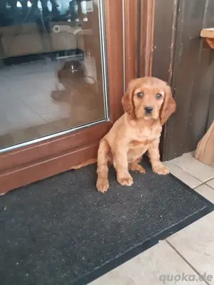 Cocker spaniel welpe 