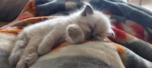 Süße reinrassige Ragdoll-Kitten