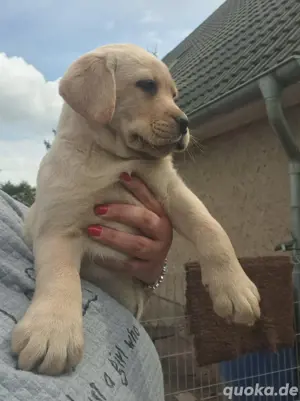 Labrador Welpen in gelb foxred 