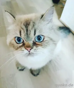 Britich Langhaar Katze Minka 