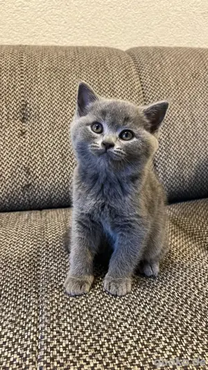 BKH Kitten Bild 5