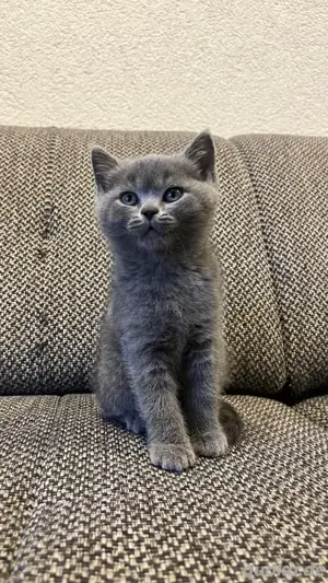 BKH Kitten Bild 7
