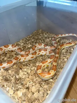 Kornnattern mit Terrarium
