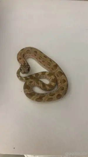 conda het lavender 0.1 