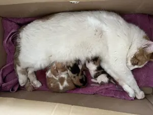 Kitten katzenbabys zu verkaufen 