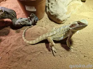Bartagame und Terrarium + Zubehör.