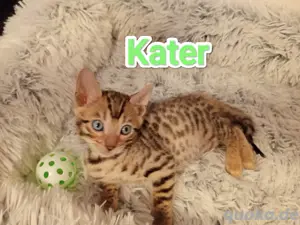 Bengal kitten