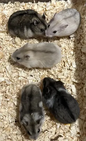 junge weibliche Dsungaren, Dsungarische Zwerghamster, Hamster