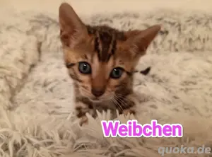 Bengal kitten