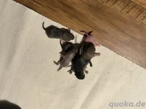 Rennmausbabys