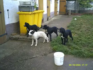 Noch 4 Labrador-Mix-Welpen suchen ein neues Zuhause .