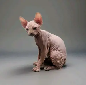 Kanadische Sphynx Kitten Canadian Sphynx Kätzchen