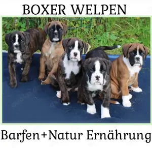 Reinrassige Boxer-Welpen (barfen + Natur Ernährung)