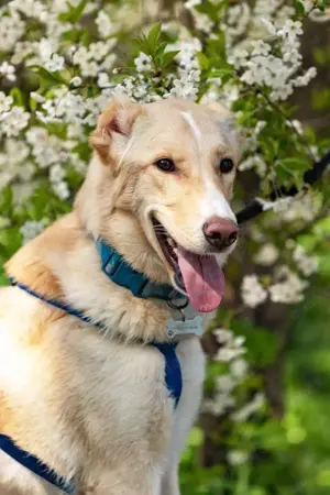 Schöner Altaj sucht liebevolles Zuhause Bild 3