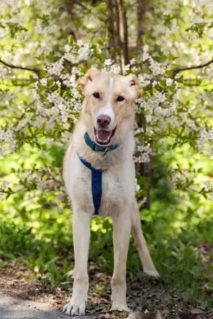 Schöner Altaj sucht liebevolles Zuhause Bild 6