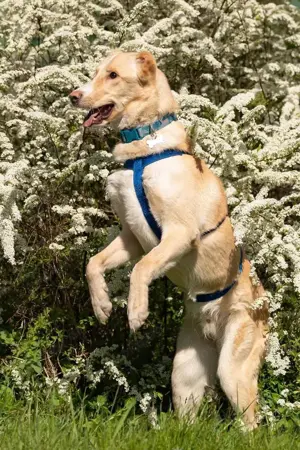 Schöner Altaj sucht liebevolles Zuhause Bild 8