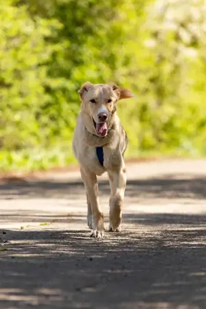 Schöner Altaj sucht liebevolles Zuhause Bild 4