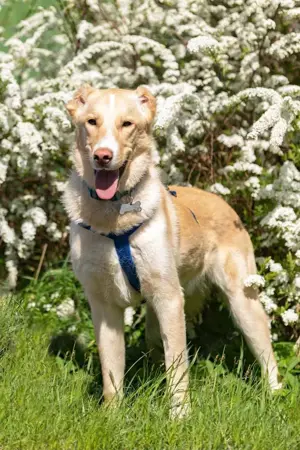 Schöner Altaj sucht liebevolles Zuhause Bild 7