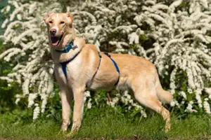 Schöner Altaj sucht liebevolles Zuhause Bild 2