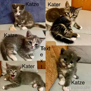 Persermix-Katzenbabys