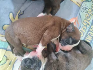 Boxerwelpen Wurfankündigung 