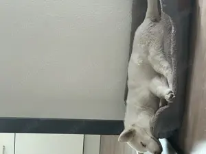 Reinrassiger Husky-Rüde (4 Monate) sucht liebevolles Zuhause