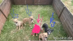 noch 4 welpen suchen liebevolles zuhause
