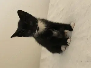 Katze verkaufen schwarze weiß 