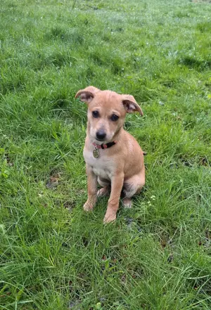 Hunde Welpe sucht ein Zuhause 