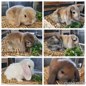 Süße Zwergwidder, Zwergkaninchen Babys, "ältere Kaninchen", Kastraten