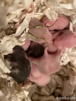Liebevolle 1A aufgezogene Teddy- Satin-Gold hamsterbabys aus verantwortungsvoller Hobbyzucht   gesun