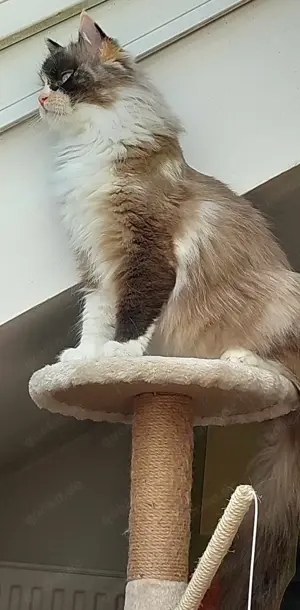 Heilige Birma Ragdoll Edelmix Katze