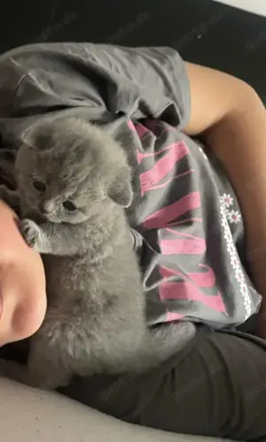 Bkh Kitten aus wunderschönen Wurf Bild 2
