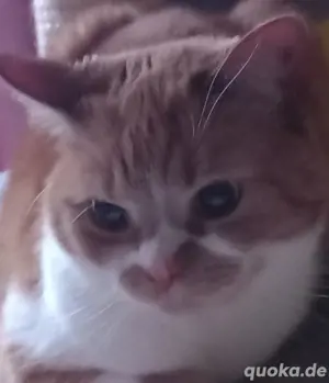schöne Katze sucht ein neues Zuhause 