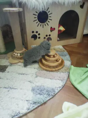 bkh  bärchen  warten  auf  ein  gutes  zuhause   Bild 6