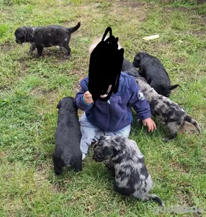 welpen altdeutscher hütehunde 
