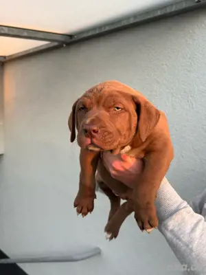 Amerikan Bully welpe 