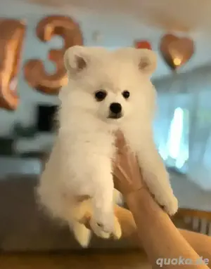 Spitz Welpe Rüde