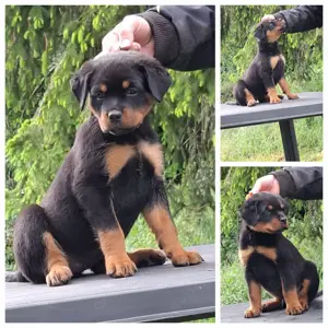 ADRK Rottweilerwelpen