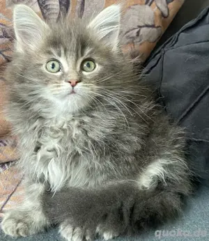 Maine Coon Babys suchen IHR zuhause  