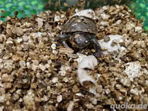 Europäische Sumpfschildkröte NZ 2025 Emy orbicularis  Bild 3