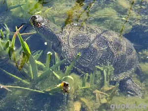 Emys orbicularis Europäische Sumpfschildkröte NZ 24