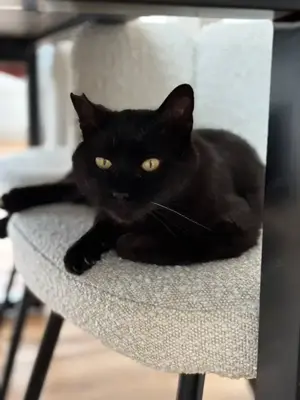 Nuez   Zurückhaltender, freundlicher Kater sucht ein ruhiges Zuhause