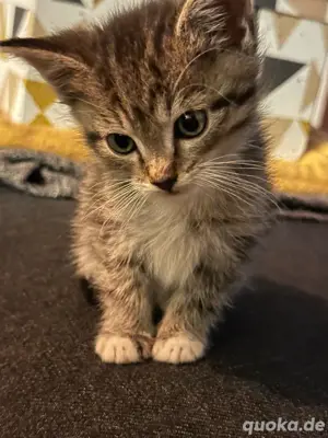 3 kitten sibirische waldkatzen mix  Bild 6