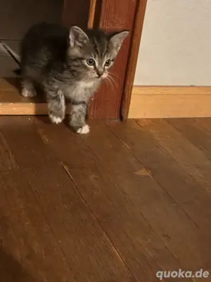 3 kitten sibirische waldkatzen mix  Bild 5