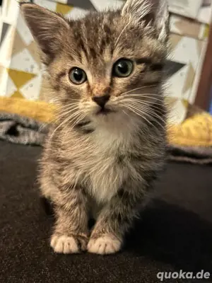 3 kitten sibirische waldkatzen mix  Bild 2