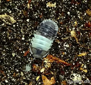 Cubaris Spec. Panda King 12+ Ansatz Cubaris Armadillidium Rollassel Isopode 