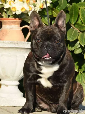 französischer Bulldoggen Rüde 