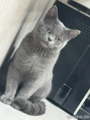 BKH Kitten männlich 6 Monate alt!